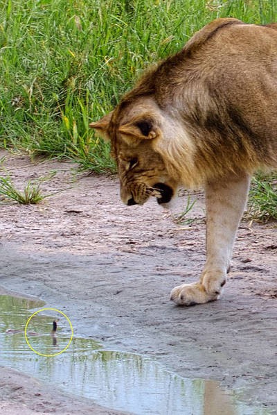 獅子被幼蛇嚇退