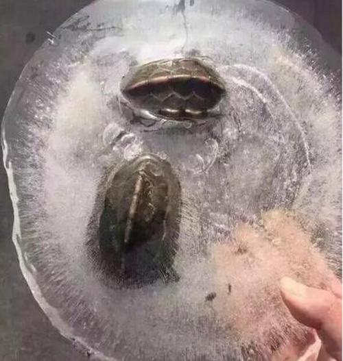 烏龜凍在冰里