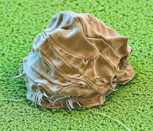 科學家復活水熊蟲