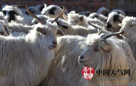 內蒙古大風吹雪 50%面積積雪這大風也是特別冷哦