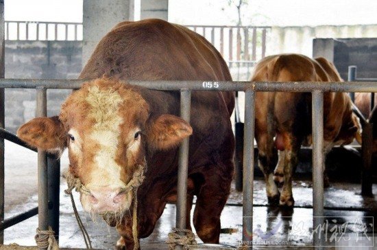 四川瀘州現牛王