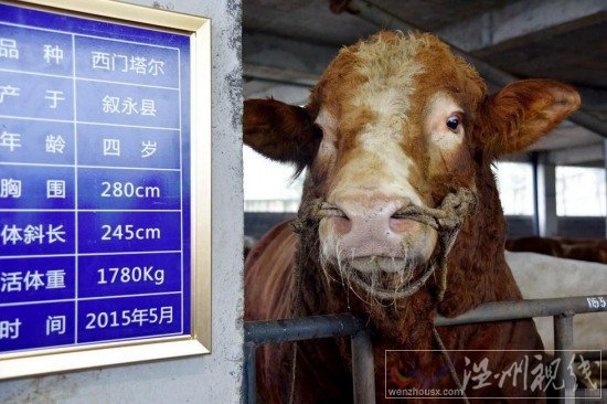 四川瀘州現牛王