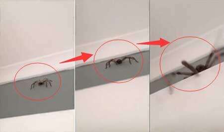 男孩拿相機拍蜘蛛被嚇到