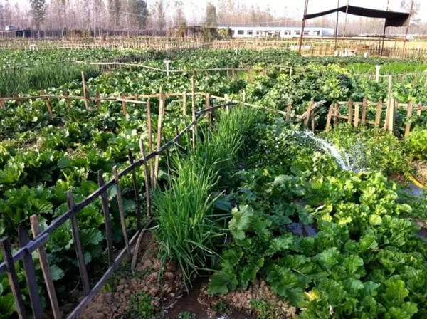 富豪讓兒子去農村體驗貧窮