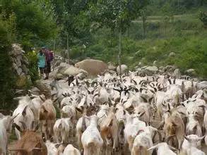 富豪讓兒子去農村體驗貧窮