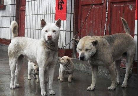 富豪讓兒子去農村體驗貧窮