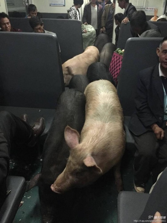 二師兄坐火車(chē)真相是彝族鄉(xiāng)親把豬趕到縣城去賣(mài)