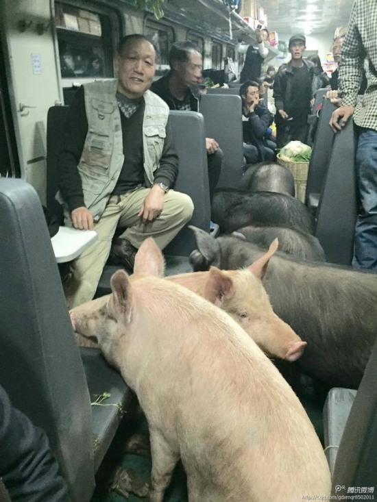 二師兄坐火車(chē)真相是彝族鄉(xiāng)親把豬趕到縣城去賣(mài)