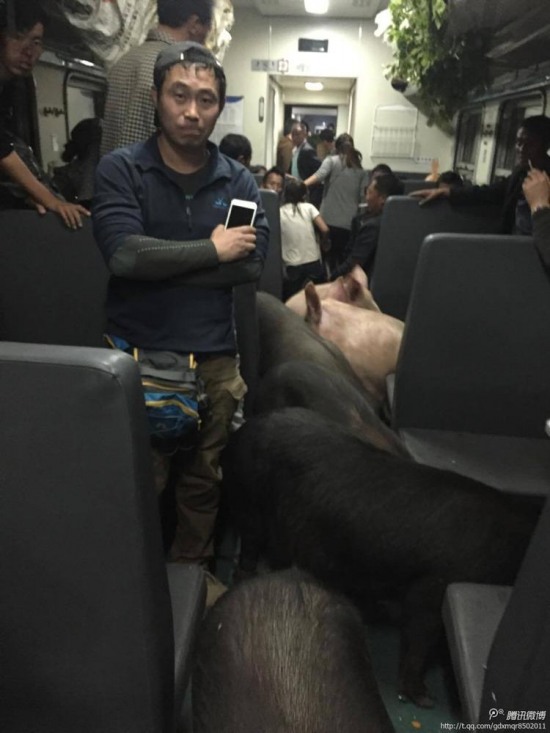 二師兄坐火車(chē)真相是彝族鄉(xiāng)親把豬趕到縣城去賣(mài)