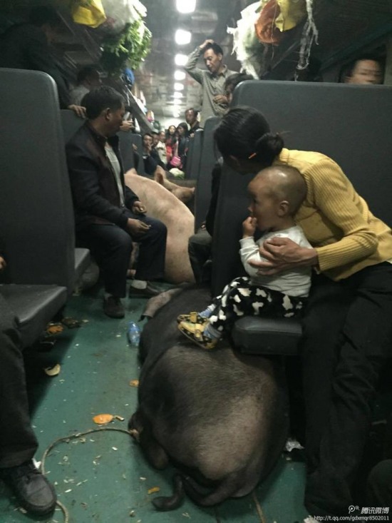 二師兄坐火車(chē)真相是彝族鄉(xiāng)親把豬趕到縣城去賣(mài)