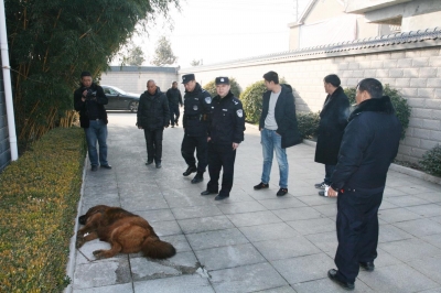 藏獒發瘋咬傷主人被警方擊斃