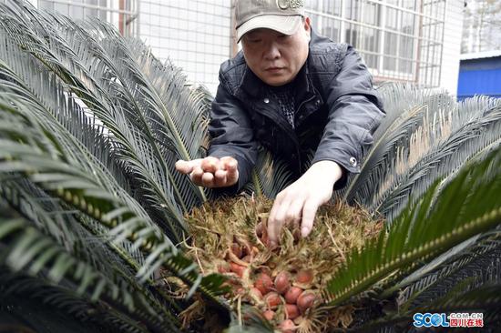 鐵樹結出鳳凰蛋