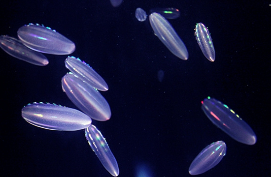 會發光的彩虹水母