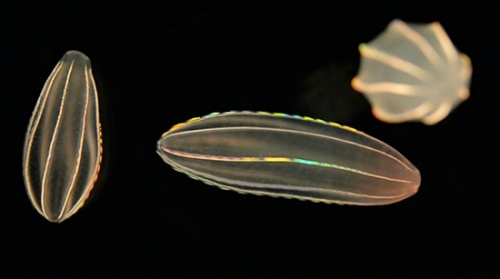 會發光的彩虹水母