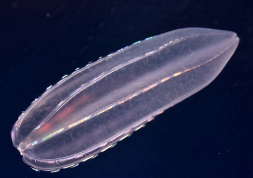 會發光的彩虹水母