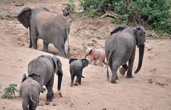 罕見粉紅色幼象