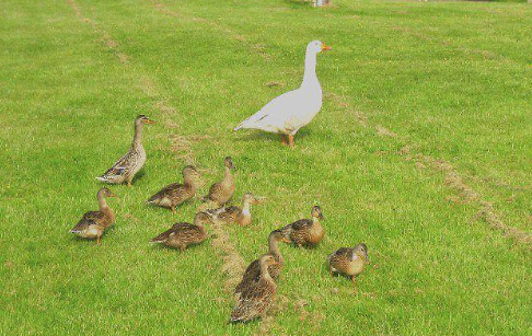 250萬緝殺鵝兇手
