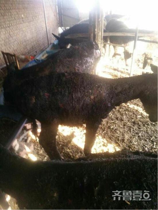 打噴嚏燒傷8頭驢
