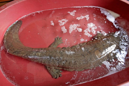 浙江發現1米多長娃娃魚