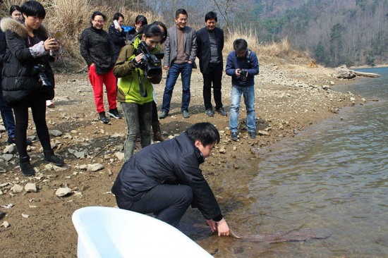 浙江發現1米多長娃娃魚