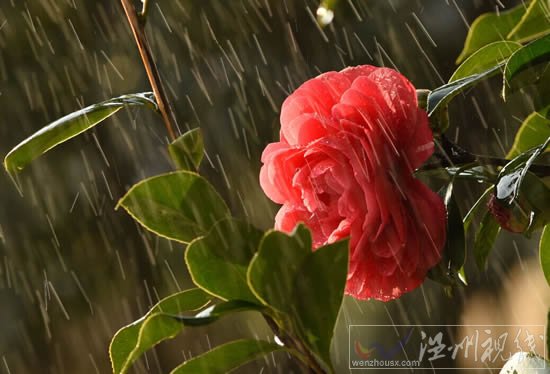 今天溫州天氣雨止轉陰天