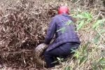 福建工地現7米多長超級大蟒蛇