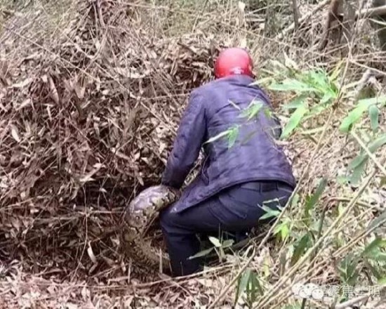 工地現(xiàn)超級大蟒蛇