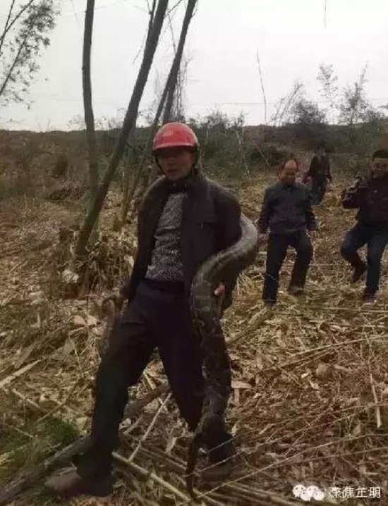 工地現(xiàn)超級大蟒蛇