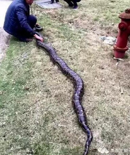 工地現(xiàn)超級大蟒蛇