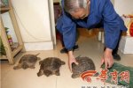 買龍龜竟是鱷魚龜 不宜放生