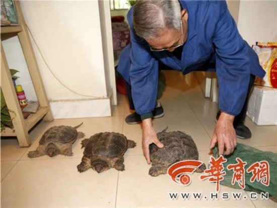 買龍龜竟是鱷魚龜