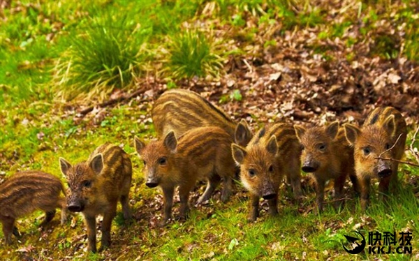 野豬遭核污染變異