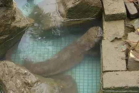 凈水廠現四腳魚