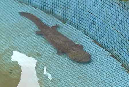 凈水廠現四腳魚