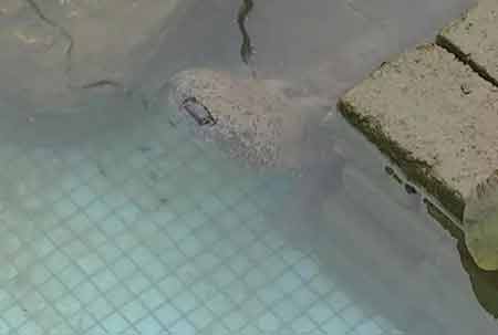 凈水廠現四腳魚