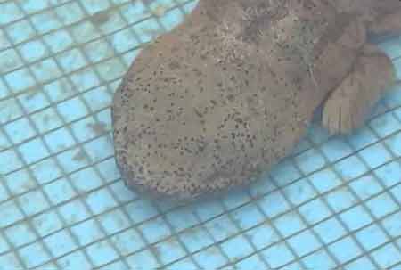 凈水廠現四腳魚