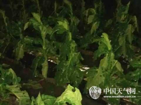 福建強對流天氣 永定 永安 南靖大風暴雨還下冰雹