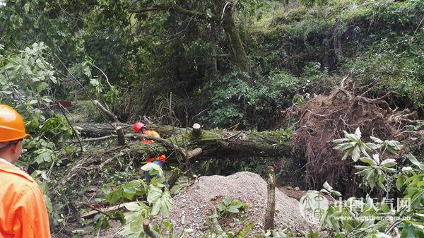 雷雨大風襲浙江南部500年古樹折斷 未來5天全省多雨