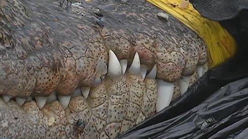 浙江路邊現食人鱷