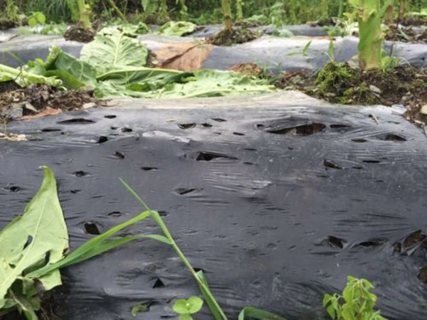 重慶大風(fēng) 7月28日重慶出現(xiàn)大風(fēng) 冰雹 雷電等強(qiáng)對(duì)流天氣