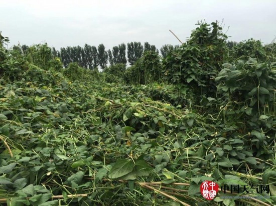 玉田縣大風天氣