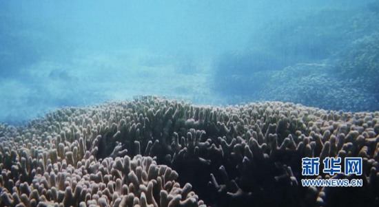 三沙發(fā)現(xiàn)海洋藍(lán)洞