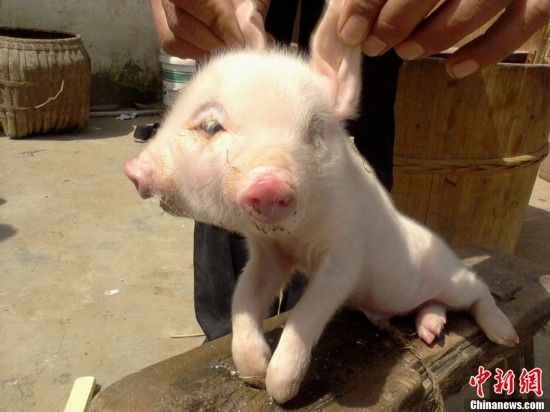 母豬產下雙頭崽