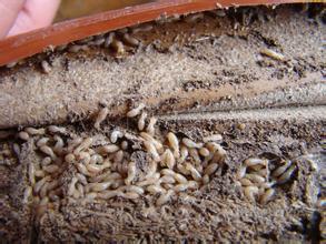 上萬白蟻藏天花板