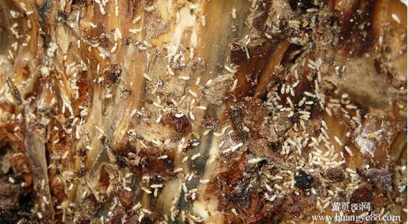 上萬白蟻藏天花板