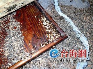 上萬白蟻藏天花板