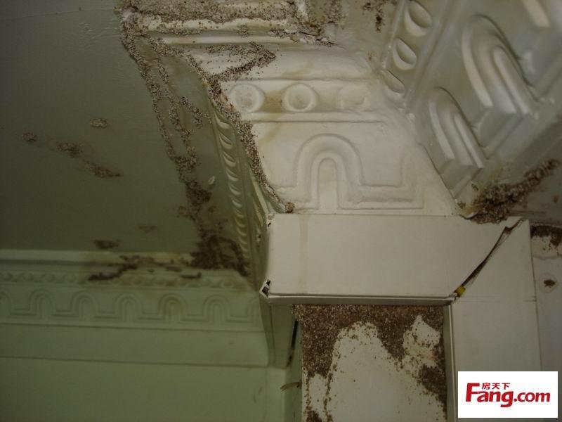 上萬白蟻藏天花板