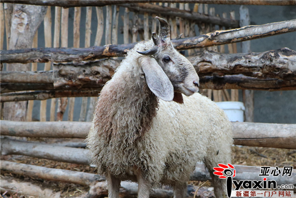 半歲綿羊五只犄角