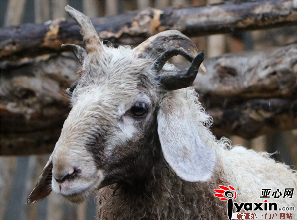 半歲綿羊五只犄角