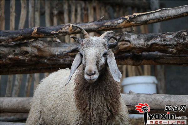 半歲綿羊五只犄角